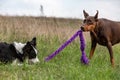 A black and white border collie and brown doberman dobermann two dogs play tug-of-war of purple in a field on green Royalty Free Stock Photo