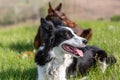 A black and white border collie and a brown-and-tan doberman dobermann dog lie on the green grass and look one way