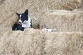 Black and white Border Collie dog eating a bone on a pile of straw Royalty Free Stock Photo