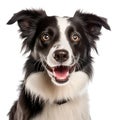 Black and white Border Collie dog isolated on transparent background, Happy surprised smiling dog front view