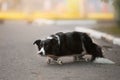 Black and white border collie dog lying on a skateboard Royalty Free Stock Photo