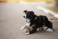 Black and white border collie dog lying on a skateboard Royalty Free Stock Photo