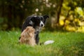 Black and white border collie dog and a persian cat sitting together on the grass Royalty Free Stock Photo