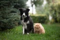 Black and white border collie dog and a persian cat sitting together on the grass Royalty Free Stock Photo