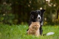 Black and white border collie dog and a persian cat sitting together on the grass Royalty Free Stock Photo