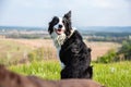 Black and white border collie dog sitting with his mouth open, his back turning to the viewer on a hill in green grass Royalty Free Stock Photo