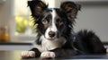 Black And White Border Collie Dog: Zbrush Style, Shiny Eyes, 8k Resolution