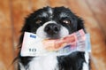 Black and White Border Collie with Euro Banknotes. Cute Dog Holding Money in Mouth