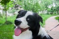 black and white border collie in the garden