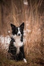 Black and white border collie in grass.