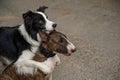 Black and white border collie hugging a brindle bull terrier on a walk.