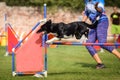 Black and white border collie is jumping agility