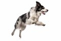 Black and white border collie jumping, isolated on white background. AI generated Royalty Free Stock Photo