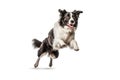 Black and white border collie jumping, isolated on white background. AI generated Royalty Free Stock Photo