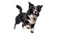 Black and white border collie jumping, isolated on white background. AI generated Royalty Free Stock Photo