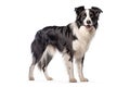 Black and white border collie jumping, isolated on white background. AI generated Royalty Free Stock Photo