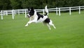 A black and white border collie leaping over two wooden poles in a lush green grassy meadow Royalty Free Stock Photo