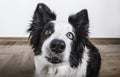 Black and white Border Collie