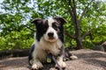 black and white border collie lying on the stone