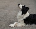 Black and white border collie lying on the pavement with crossed paws. Royalty Free Stock Photo