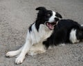 Black and white border collie lying on the pavement with crossed paws. Royalty Free Stock Photo