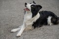 Black and white border collie lying on the pavement with crossed paws. Royalty Free Stock Photo