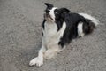 Black and white border collie lying on the pavement with crossed paws. Royalty Free Stock Photo