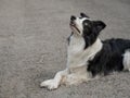 Black and white border collie lying on the pavement with crossed paws. Royalty Free Stock Photo