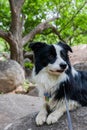 black and white border collie lying on the stone