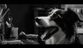 Black and white border collie portrait sitting generated by AI