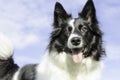 Black and white border collie portrait in the sky Royalty Free Stock Photo