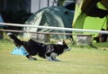 Black and white Border collie is running on prague frisbee competition.