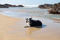 Black and White Border Collie, sheep dog, lying down Royalty Free Stock Photo