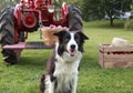 Black and White Border Collie sitting in a field Royalty Free Stock Photo