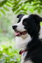 black and white border collie sitting in the garden