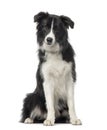 Black and white Border Collie sitting, 8 months old