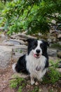 black and white border collie sitting on the side of stone