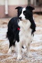 black and white border collie in the snow