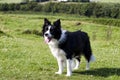 Black and white border collie in field