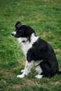 A black and white border collie walks in a spring park on the green grass and poses. The adorable dog is outside alone. Royalty Free Stock Photo