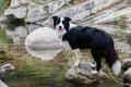 black and white border collie beside the water