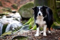 black and white border collie with waterfall in background Royalty Free Stock Photo