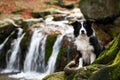 black and white border collie with waterfall in background Royalty Free Stock Photo