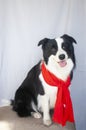 black and white border collie wear a scarf