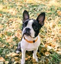 Black and white Boston Terrier Puppy Royalty Free Stock Photo