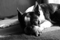 Boston terrier dog sleeping under the sun