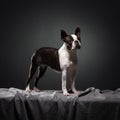 Portrait of black and white dog. Boston Terrier stands on a gray cloth in a studio. Pet on dark background Royalty Free Stock Photo