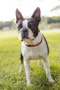 Black and white Boston Terrier wearing a red harness Royalty Free Stock Photo