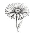 Highly Detailed Ink Drawing Of A Minimalistic Daisy Flower