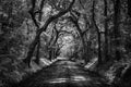 Black and White Botany Bay Dirt Road Oak Tree Tunnel Royalty Free Stock Photo